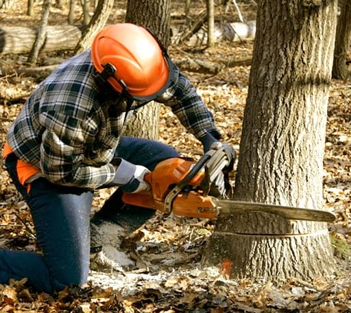 Tree Removal in Andrew, IA
